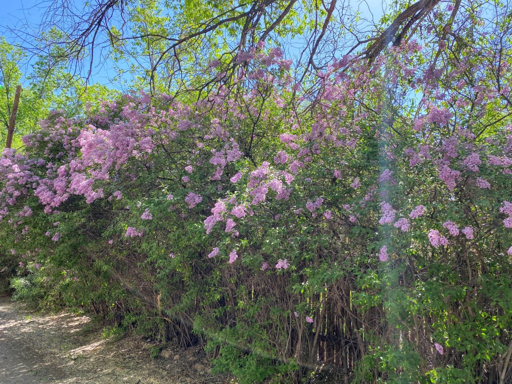 Lilacs in Taos 2023