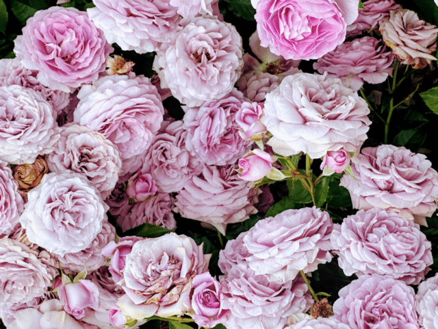 Peony Bunch